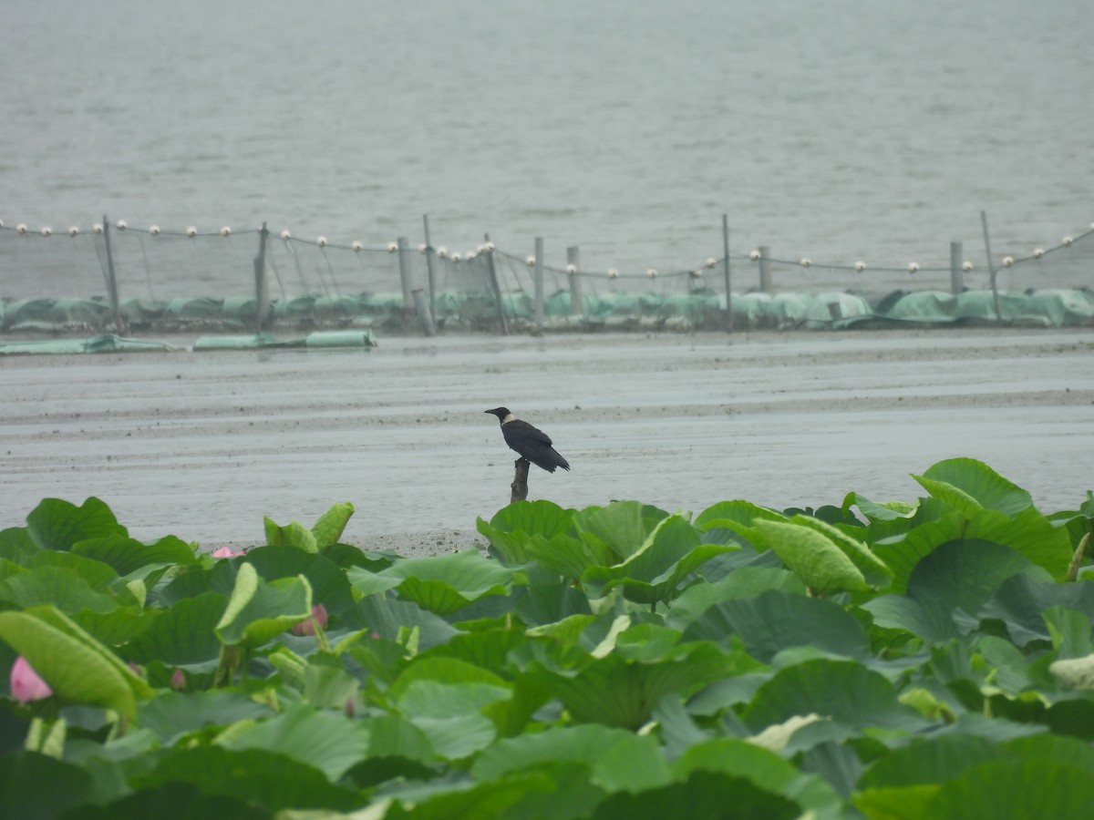 Collared Crow - ML638065683