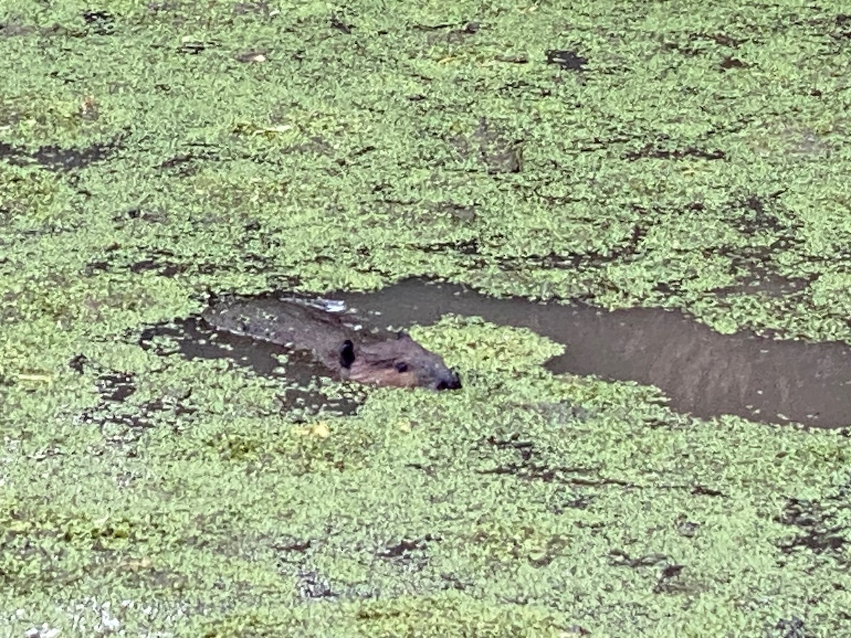 Animals - ML638065717