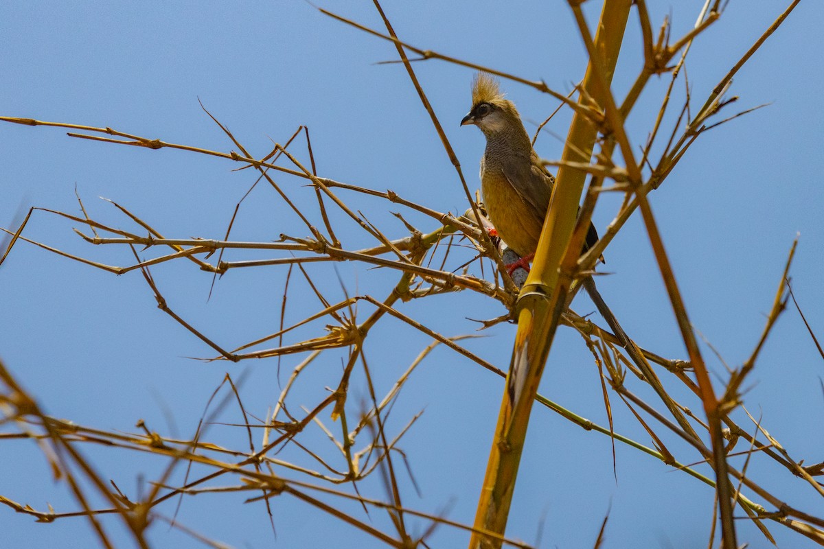 Чепіга бурокрила - ML638065741
