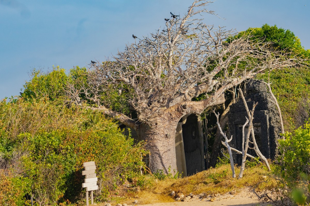 Ворона індійська - ML638065769