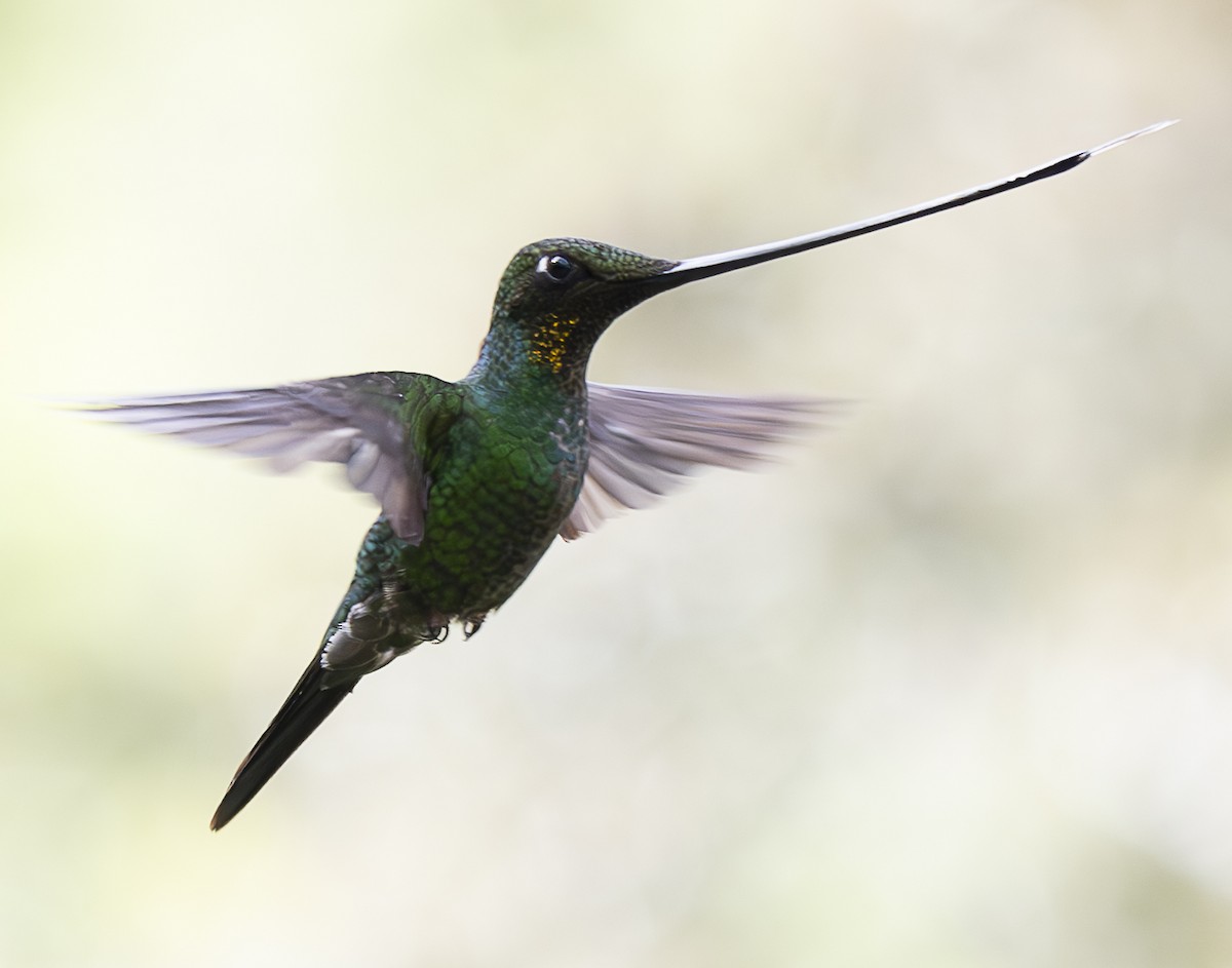 Sword-billed Hummingbird - ML638065770
