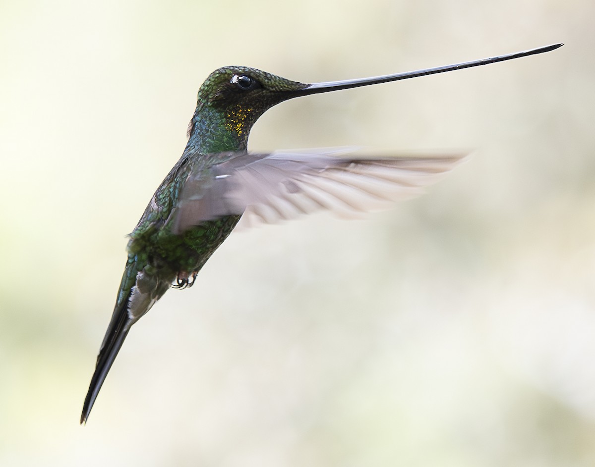 Sword-billed Hummingbird - ML638065773