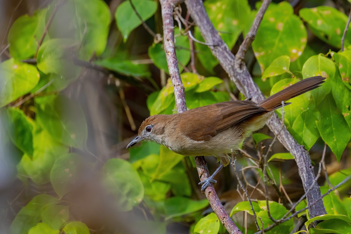 Northern Brownbul - ML638065779