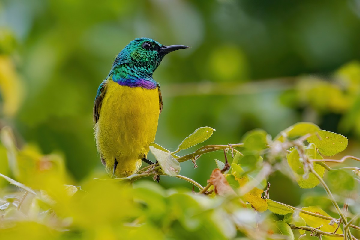 Collared Sunbird - ML638065782