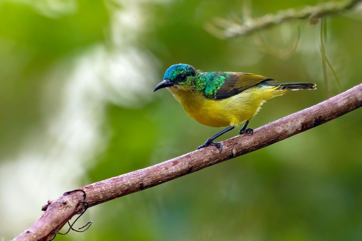 Collared Sunbird - ML638065784