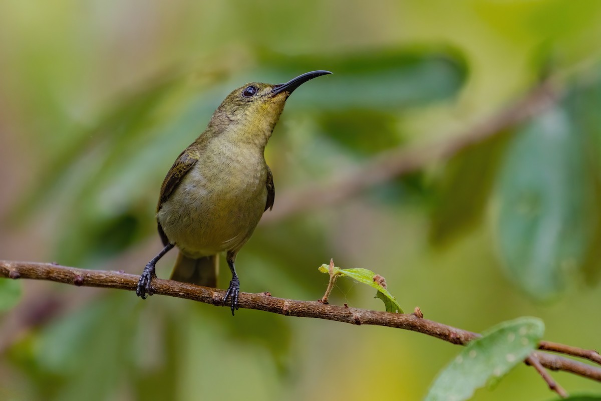 Нектарик оливковий - ML638065789