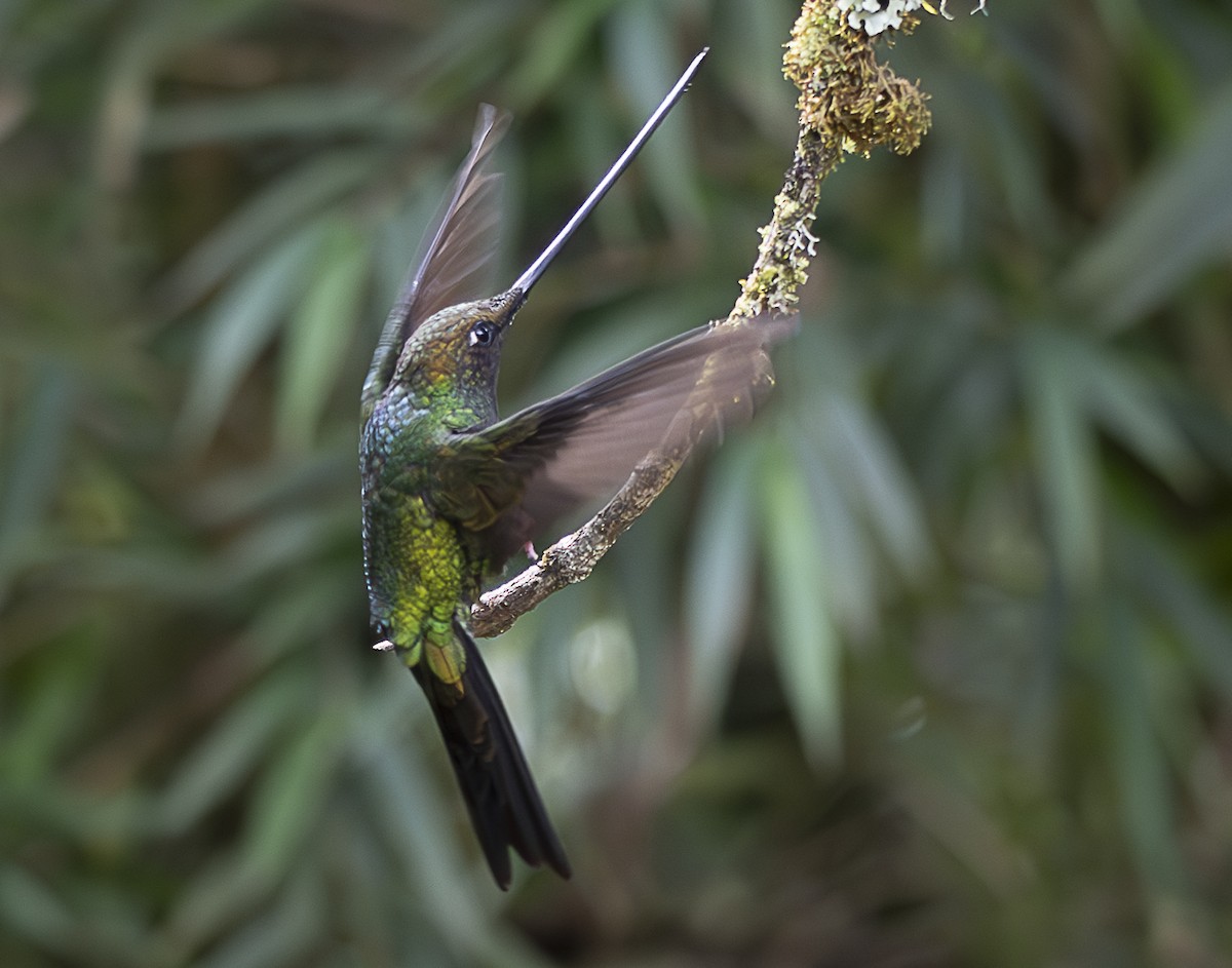 Sword-billed Hummingbird - ML638065792