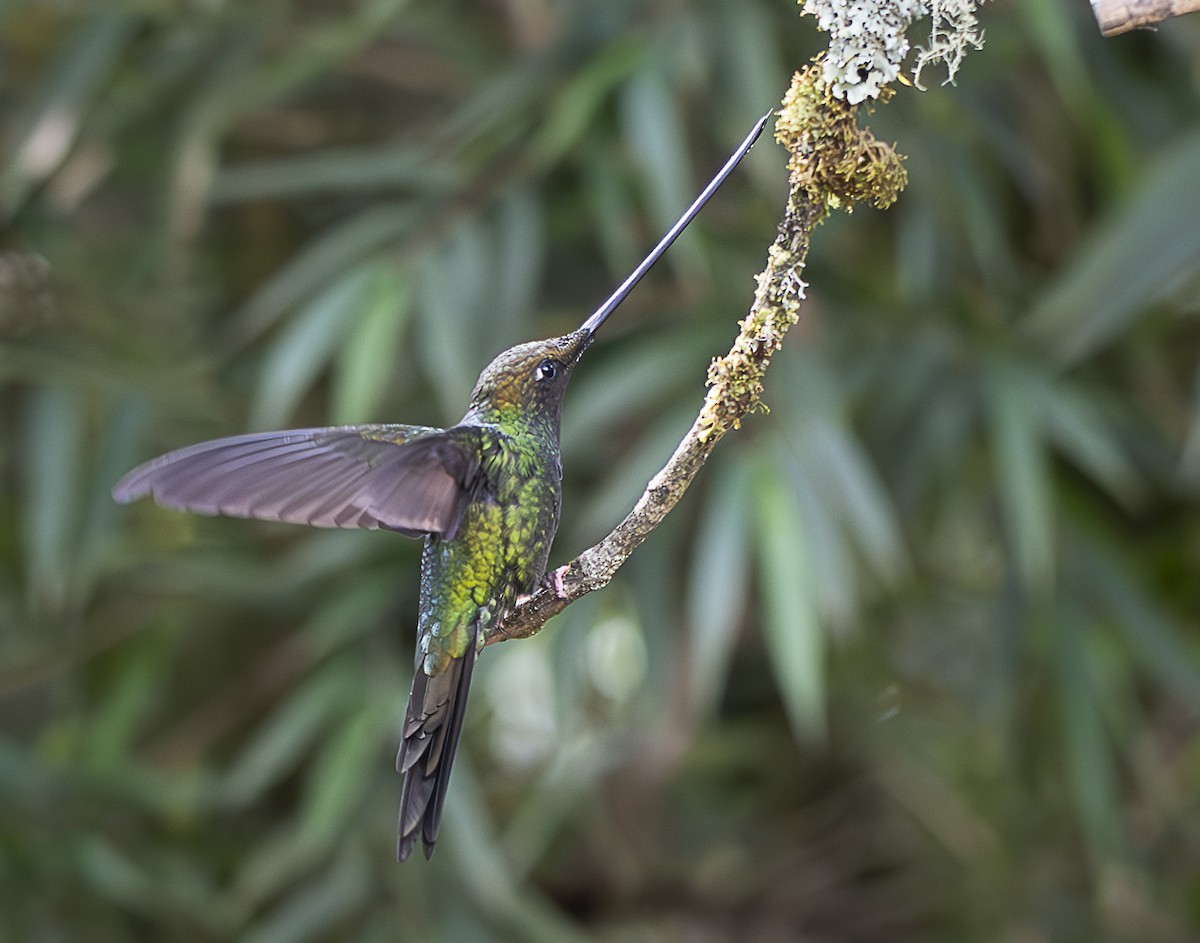 Sword-billed Hummingbird - ML638065793