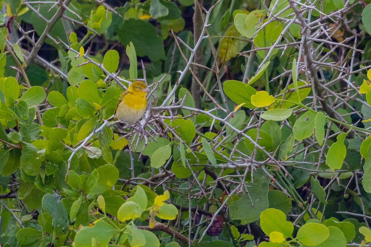 Ткачик савановий - ML638065799