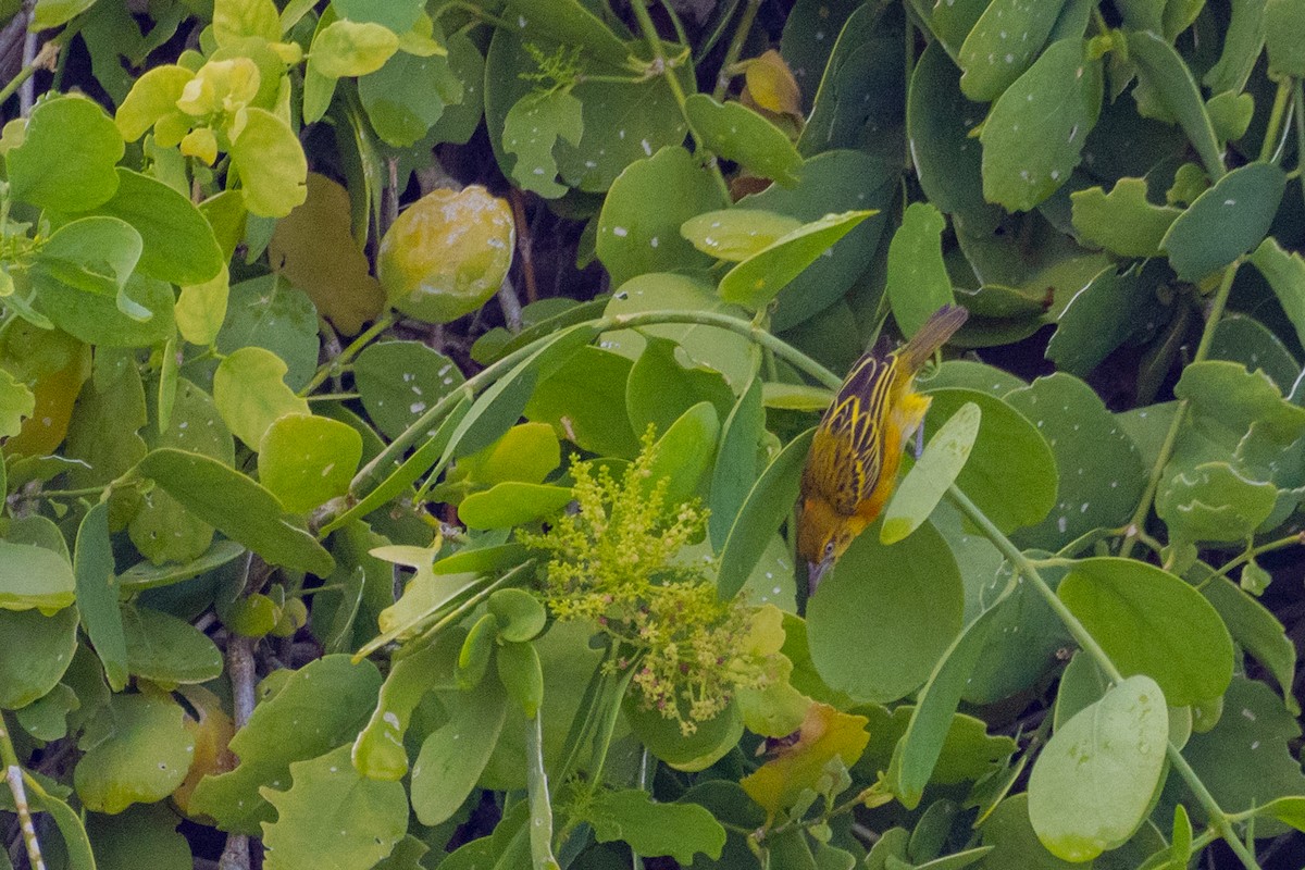 Ткачик великий - ML638065812