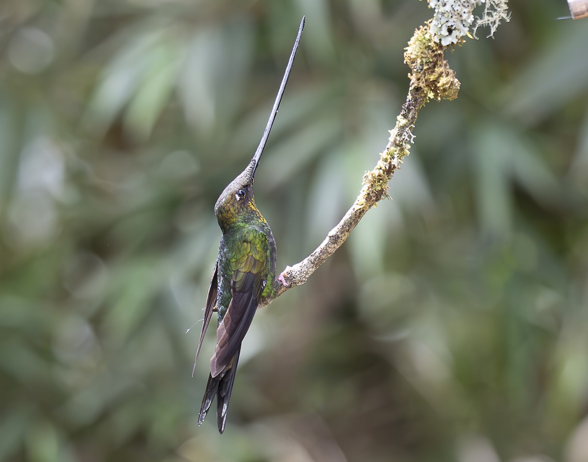 Sword-billed Hummingbird - ML638065814