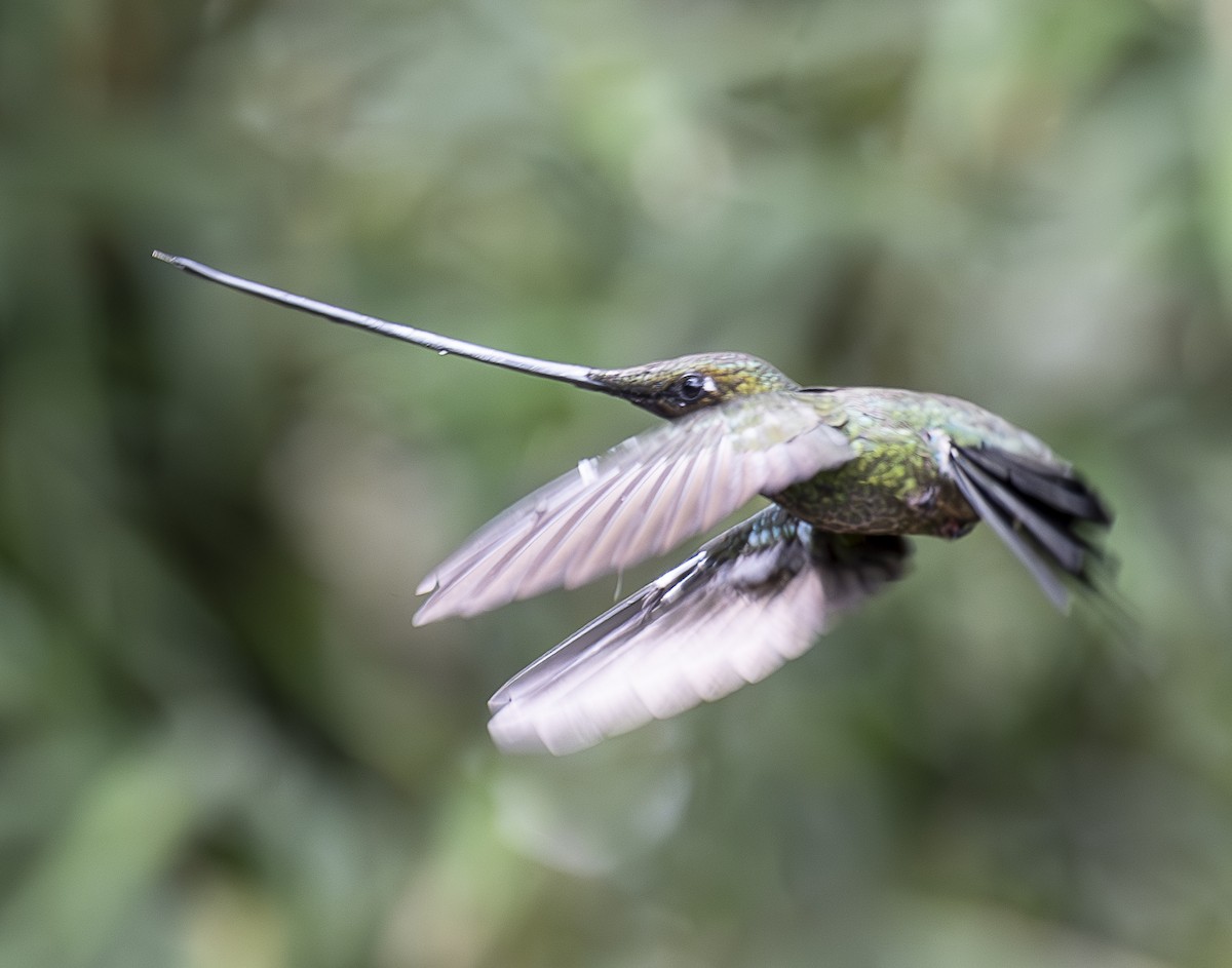 Sword-billed Hummingbird - ML638065815