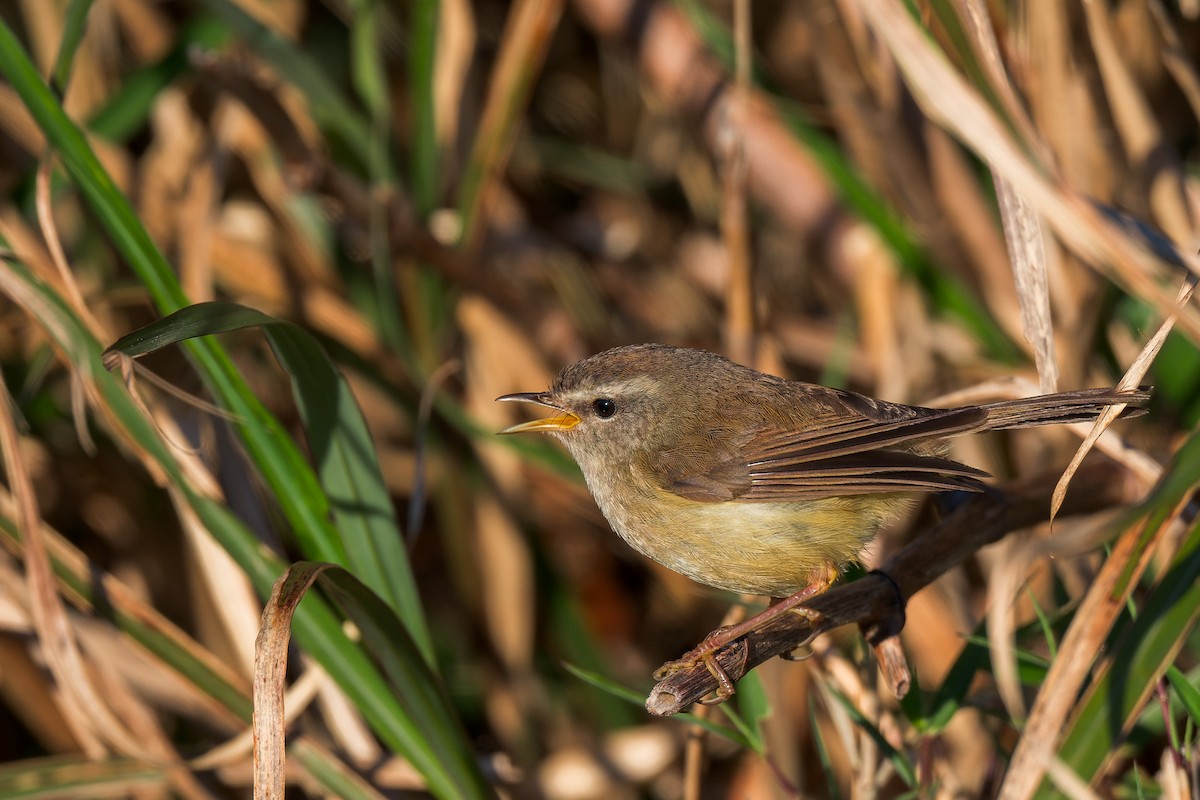 Yellowish-bellied Bush Warbler - ML638065836