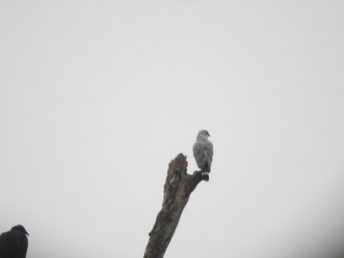 Gray-lined Hawk - ML638065847