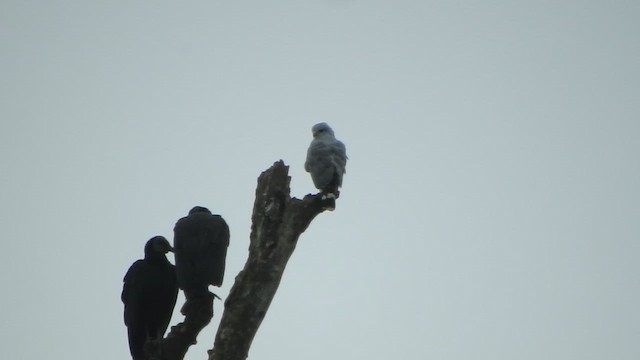 Gray-lined Hawk - ML638065853