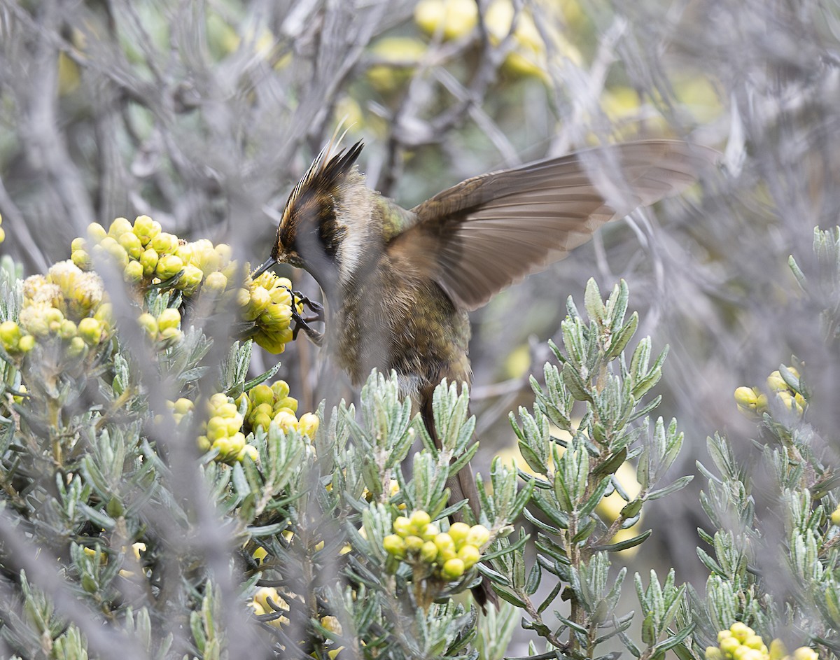Buffy Helmetcrest - ML638065863