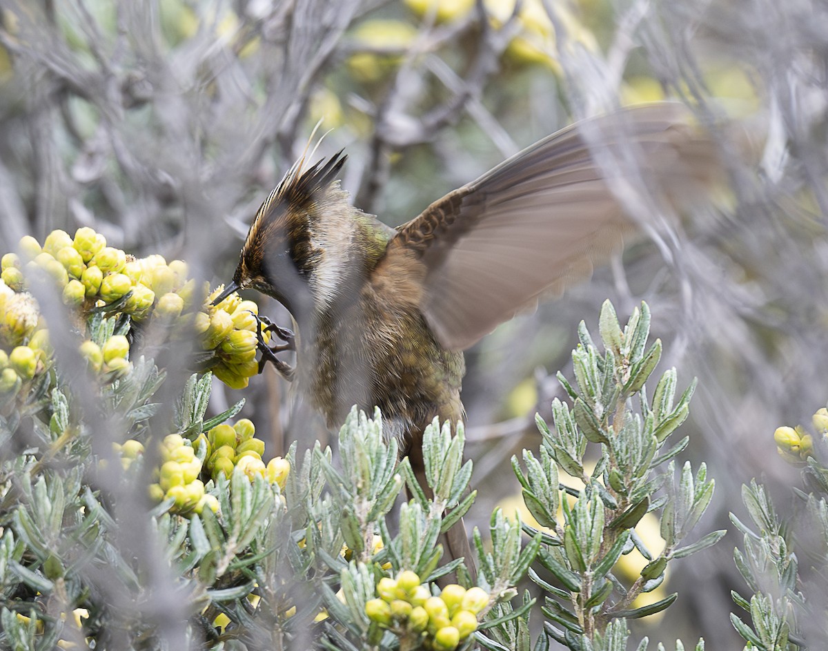 Buffy Helmetcrest - ML638065865