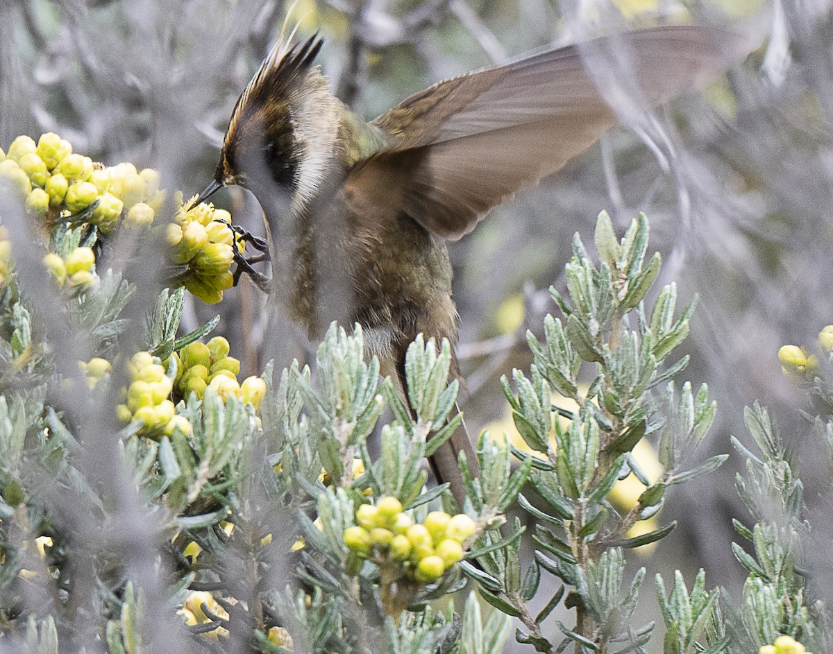 Buffy Helmetcrest - ML638065868