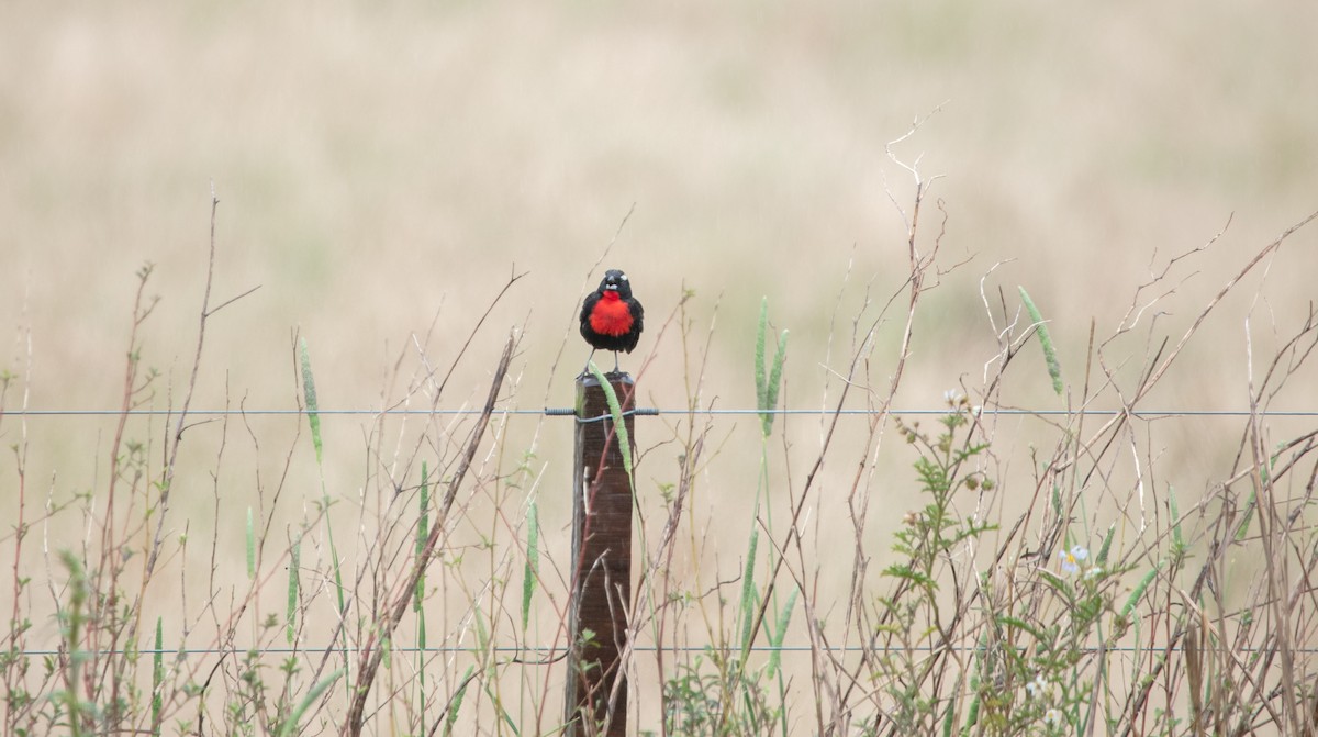 White-browed Meadowlark - ML638065887