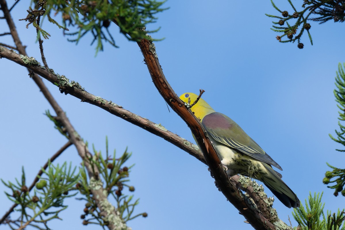 White-bellied Green-Pigeon - ML638065890
