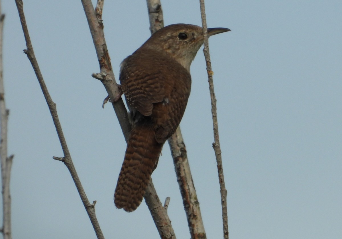 Northern House Wren - ML638065903