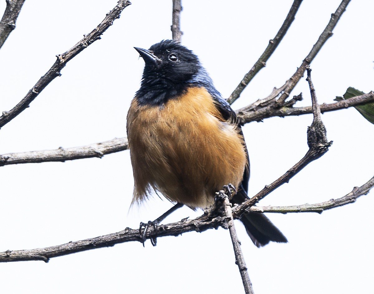 Blue-backed Conebill - ML638065910