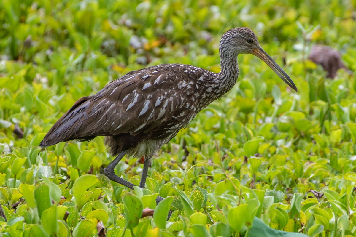 Limpkin - ML638065921