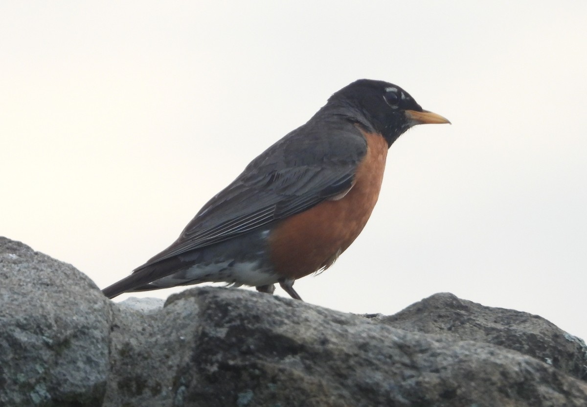 American Robin - ML638065947