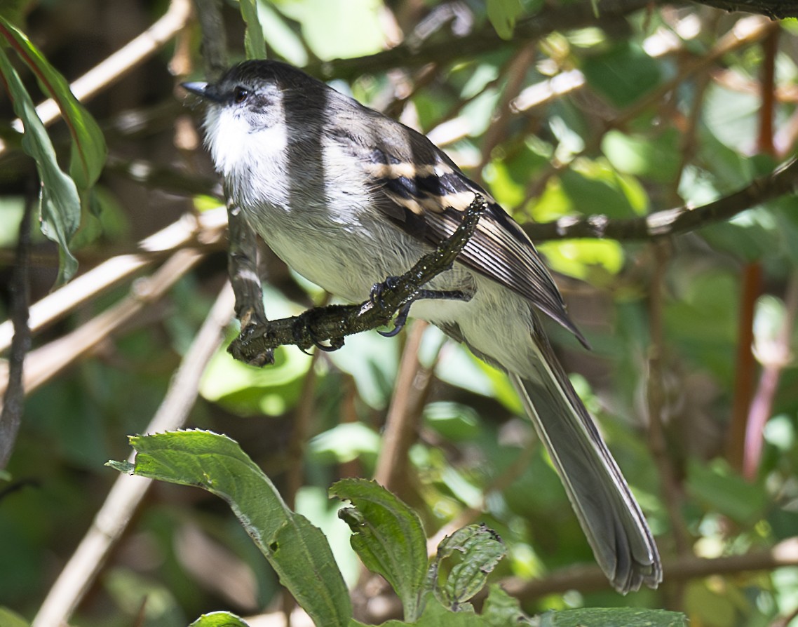 White-throated Tyrannulet - ML638065952