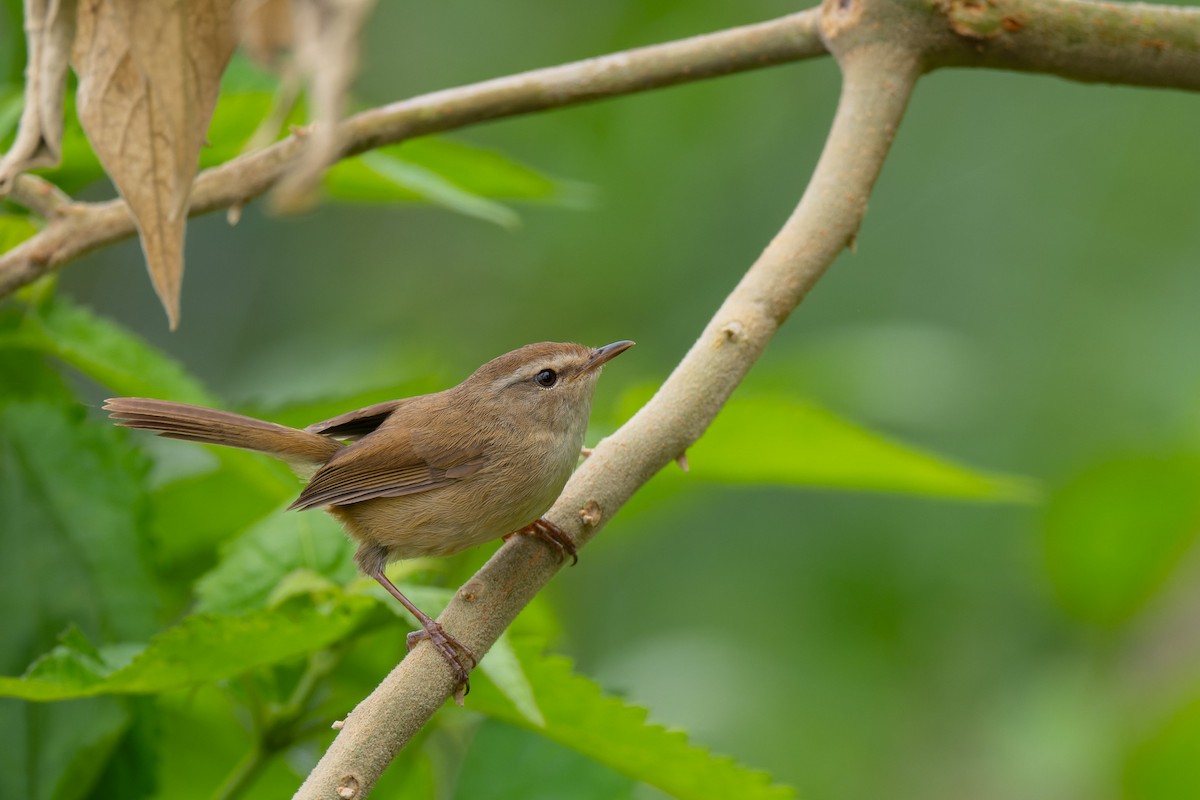 Brownish-flanked Bush Warbler - ML638065957