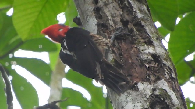 Guayaquil Woodpecker - ML638065973