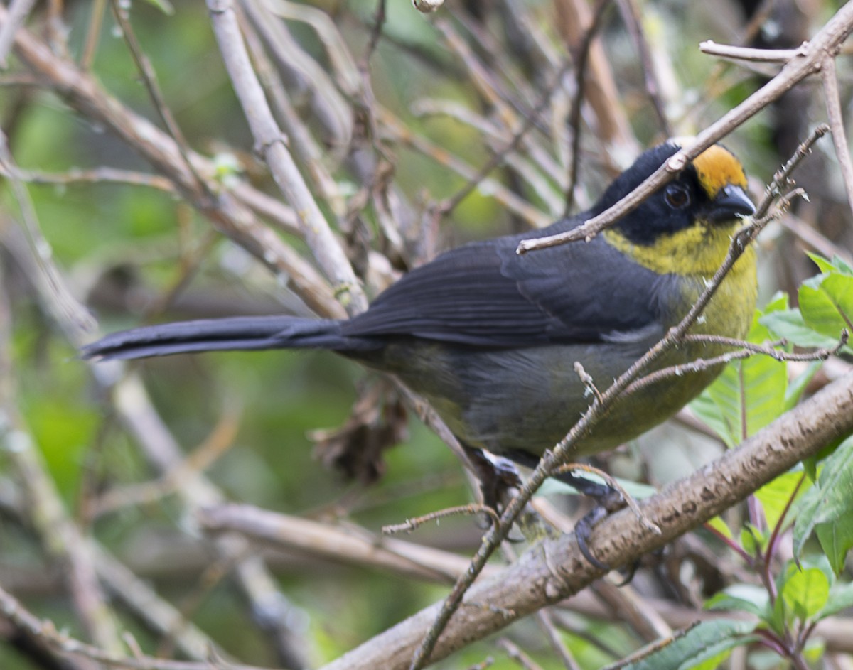 Pale-naped Brushfinch - ML638065978