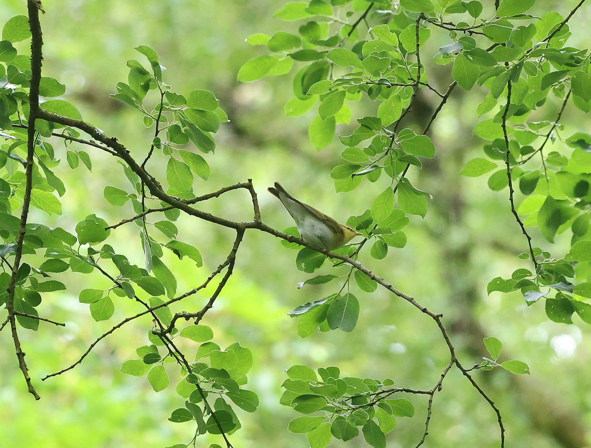 Waldlaubsänger - ML638066006