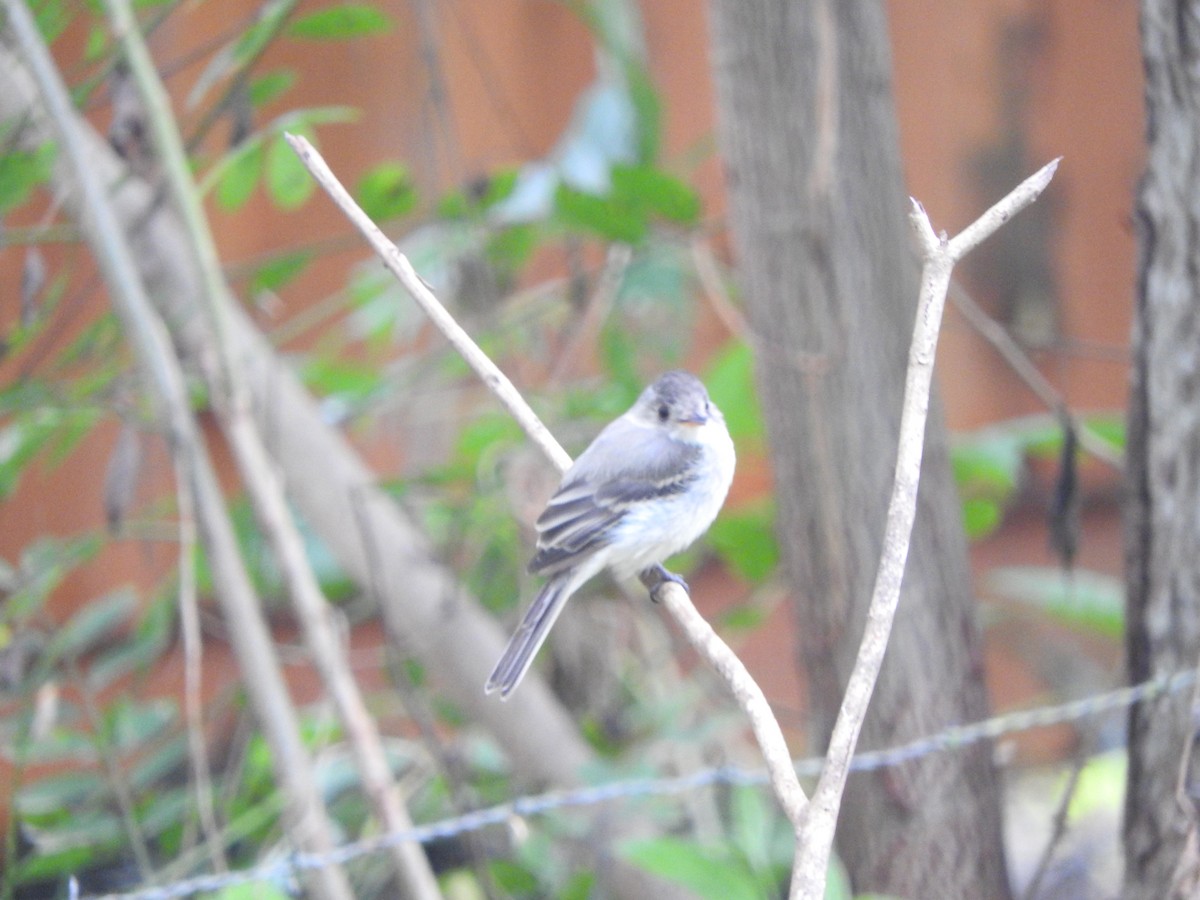 Tumbes Pewee - ML638066012