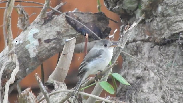 Tumbes Pewee - ML638066017