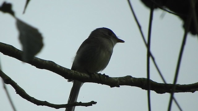 Tumbes Pewee - ML638066025