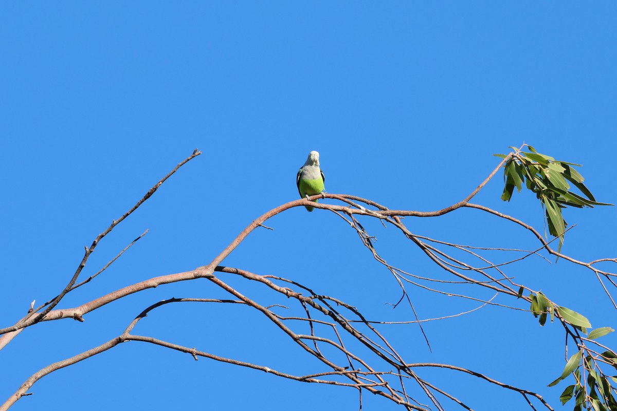 Gray-headed Lovebird - ML638066028