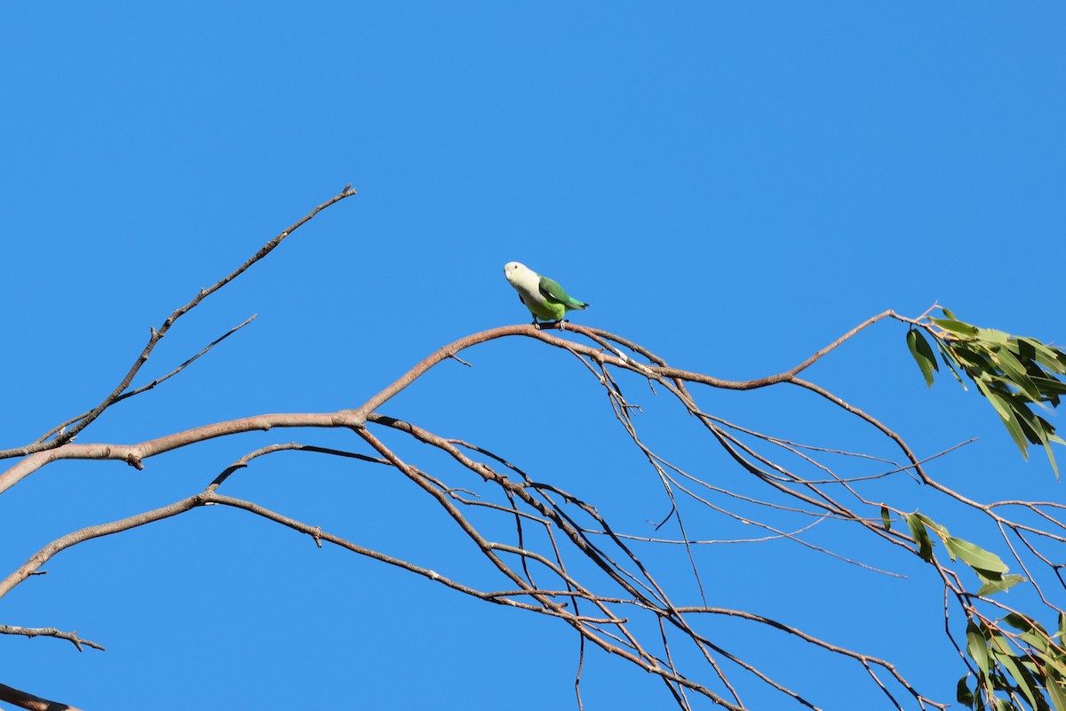 Gray-headed Lovebird - ML638066039