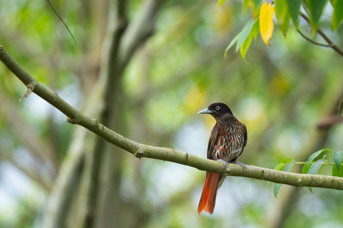 Loriot pourpré (ardens/nigellicauda) - ML638066091