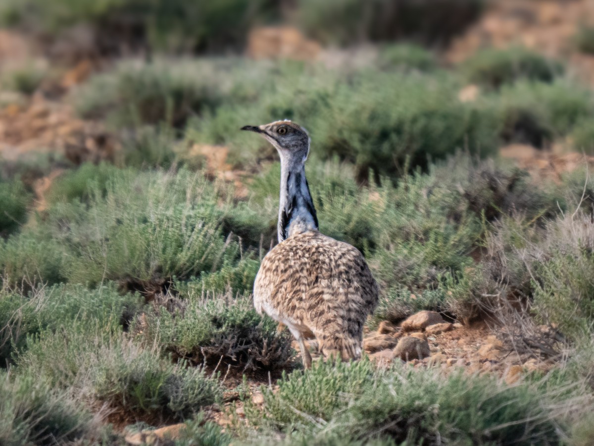 African Houbara - ML638066104