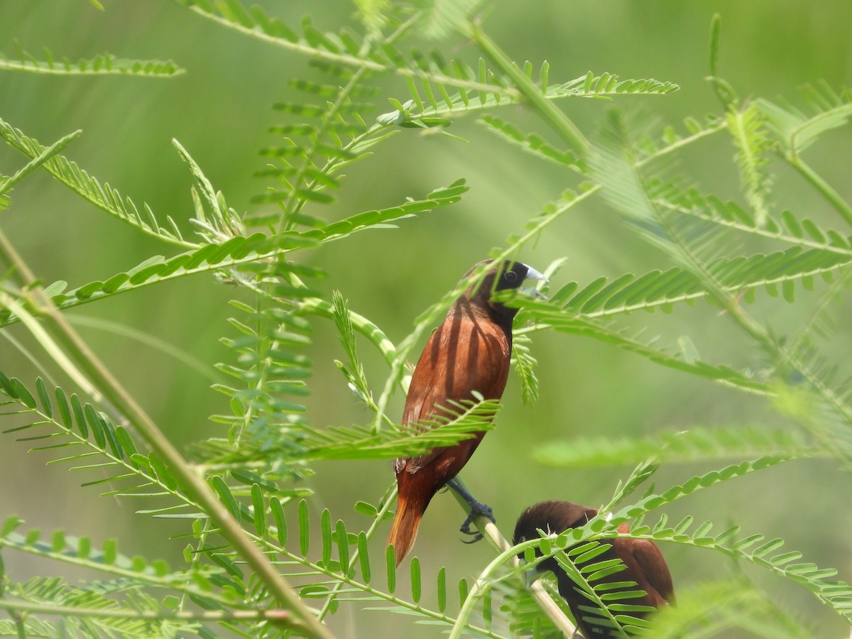 黑頭文鳥 - ML638066129