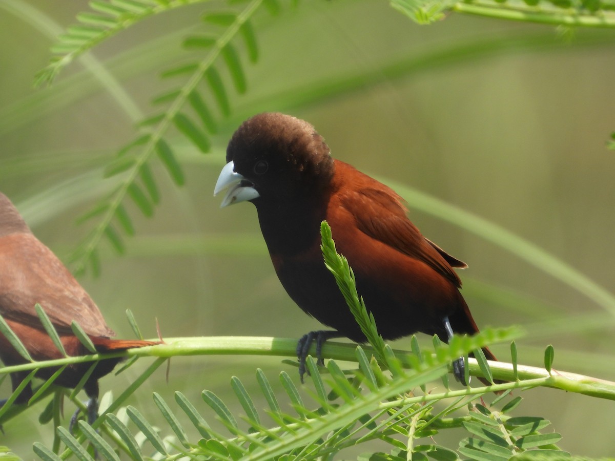 黑頭文鳥 - ML638066130