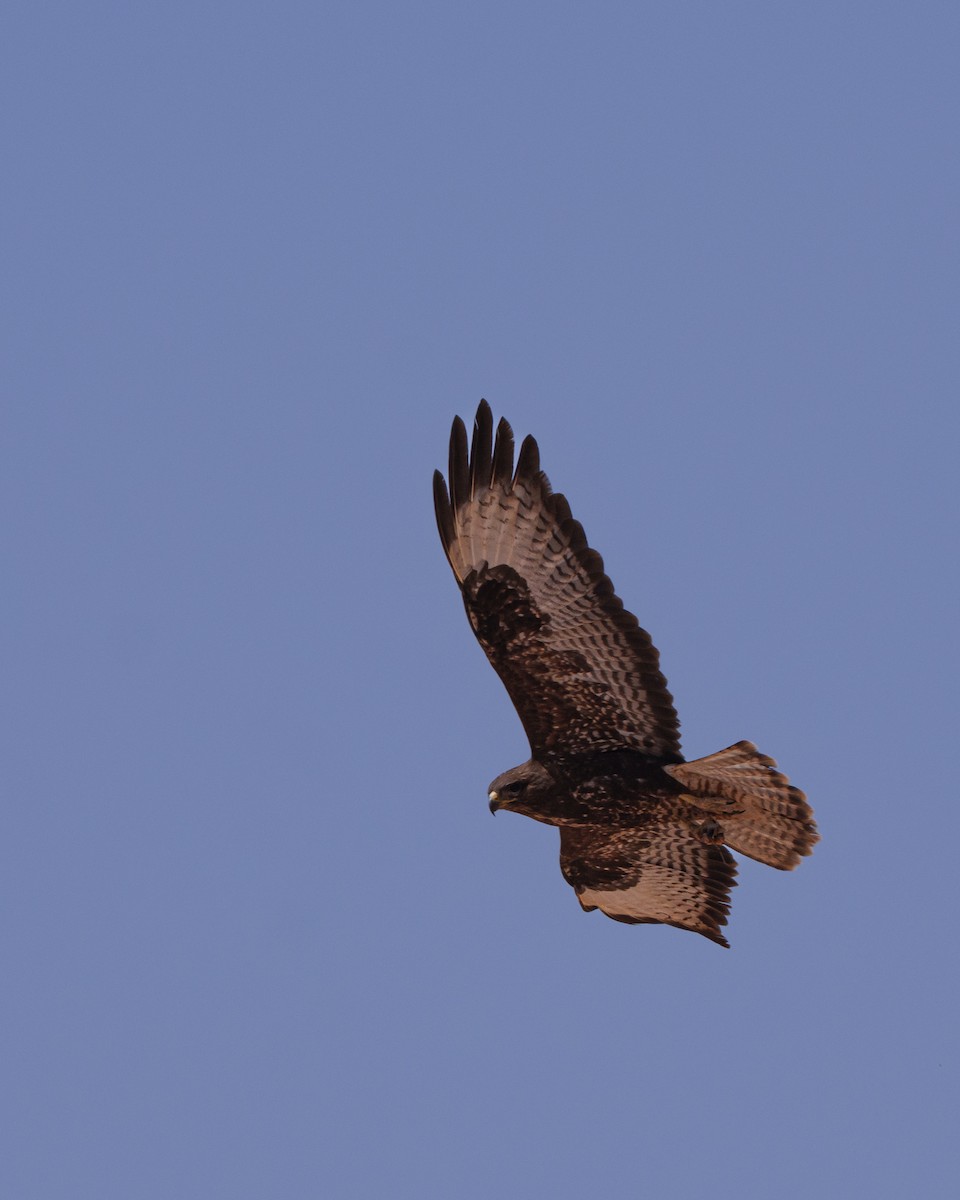 Mäusebussard - ML638066135
