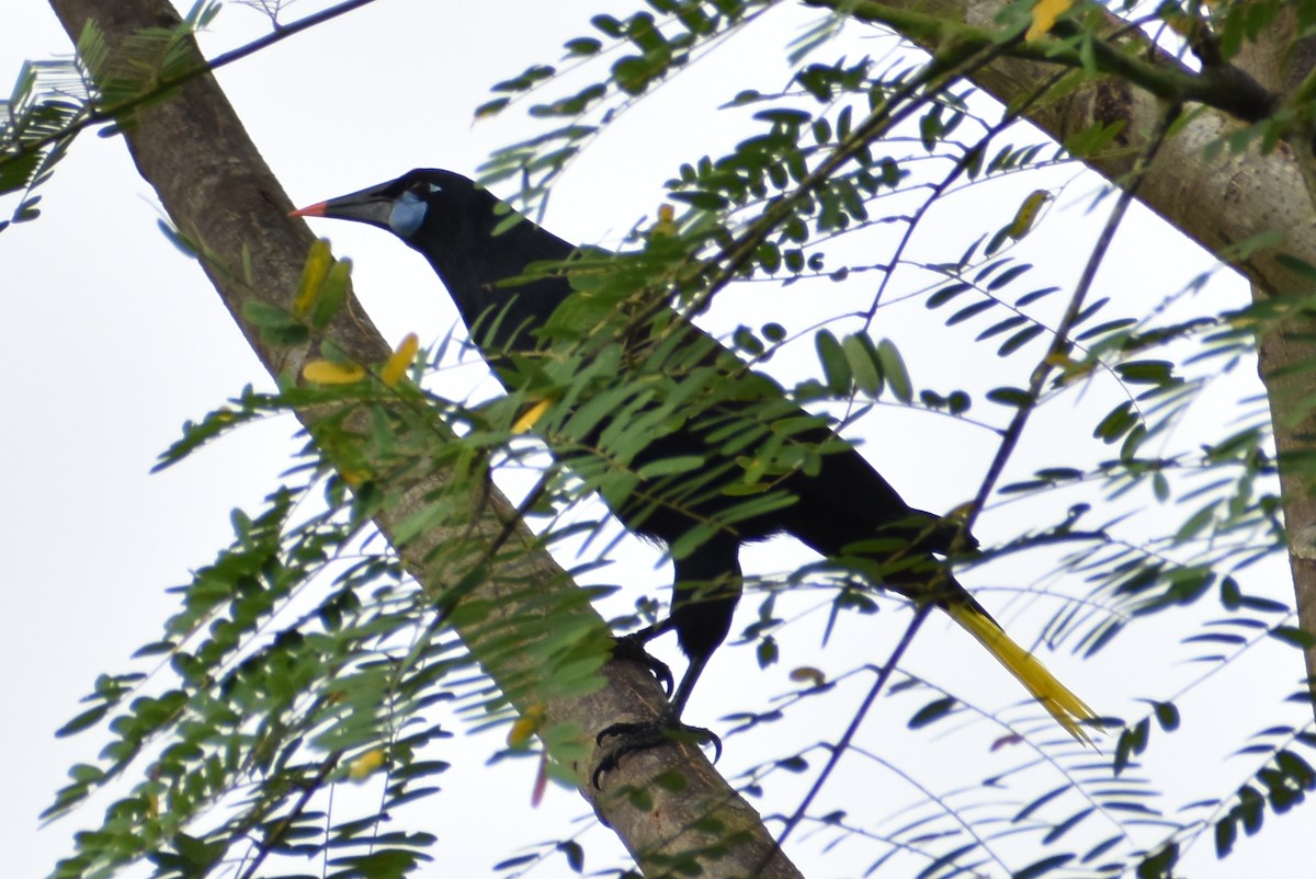 Black Oropendola - ML638066143