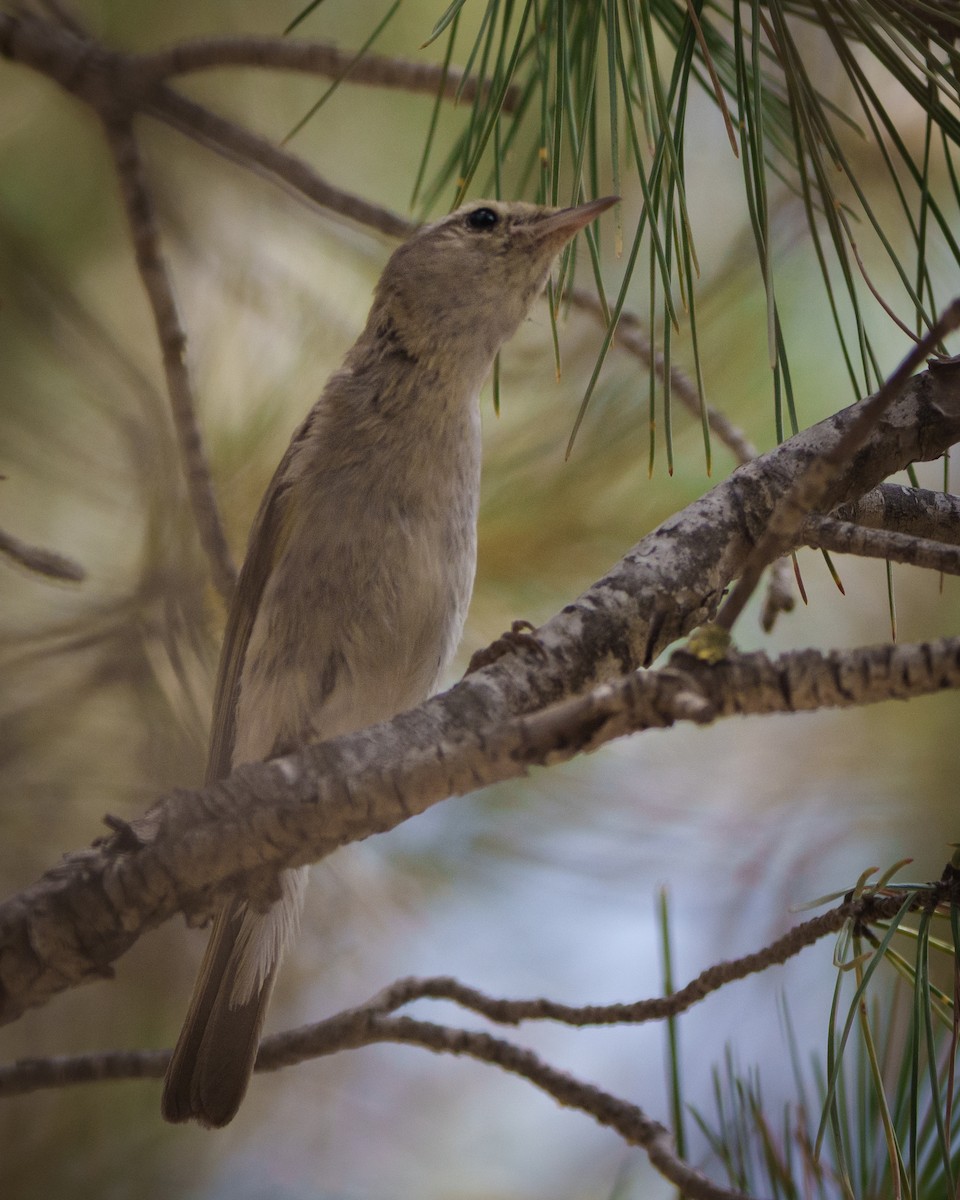 Western Bonelli's Warbler - ML638066147