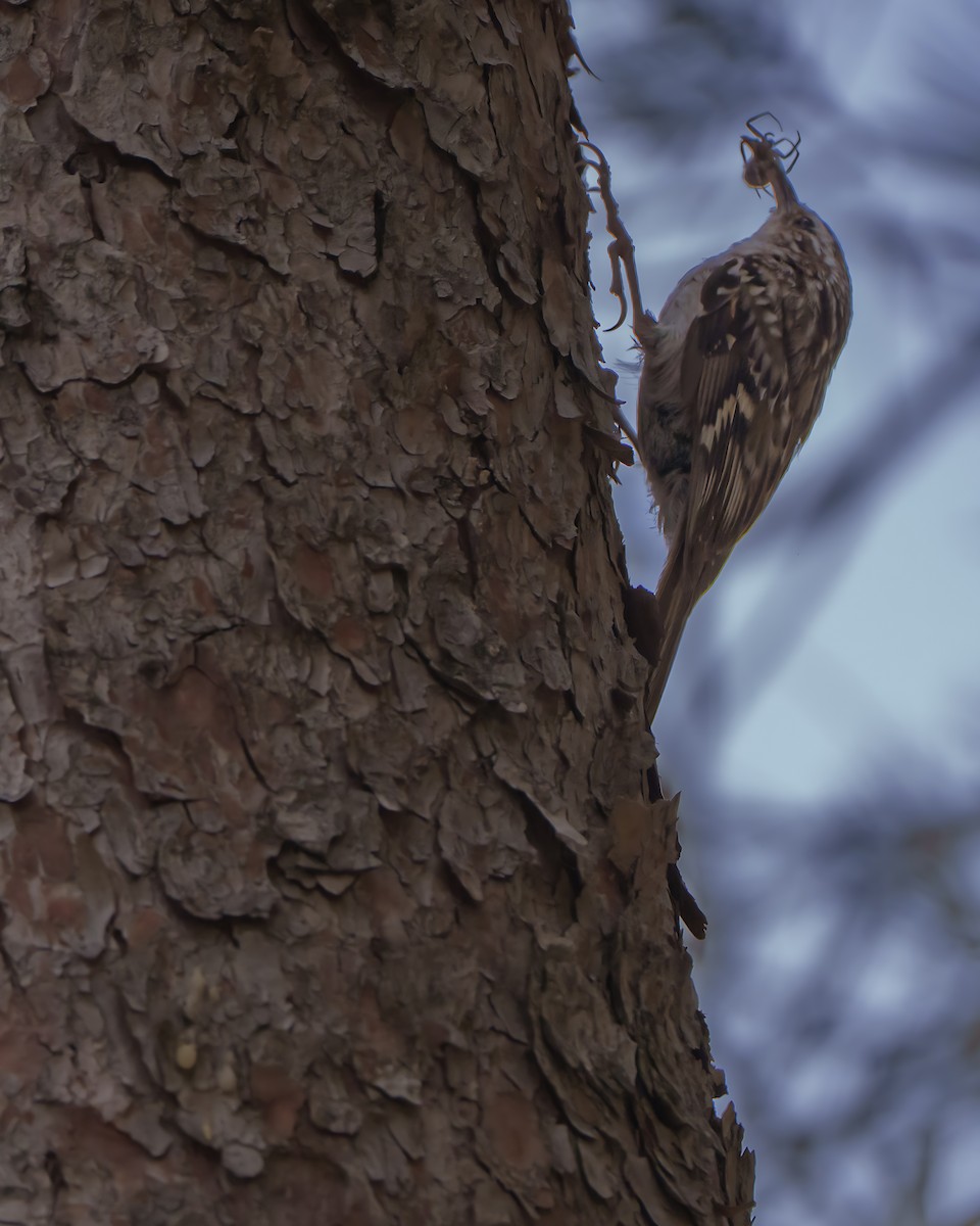 Short-toed Treecreeper - ML638066158