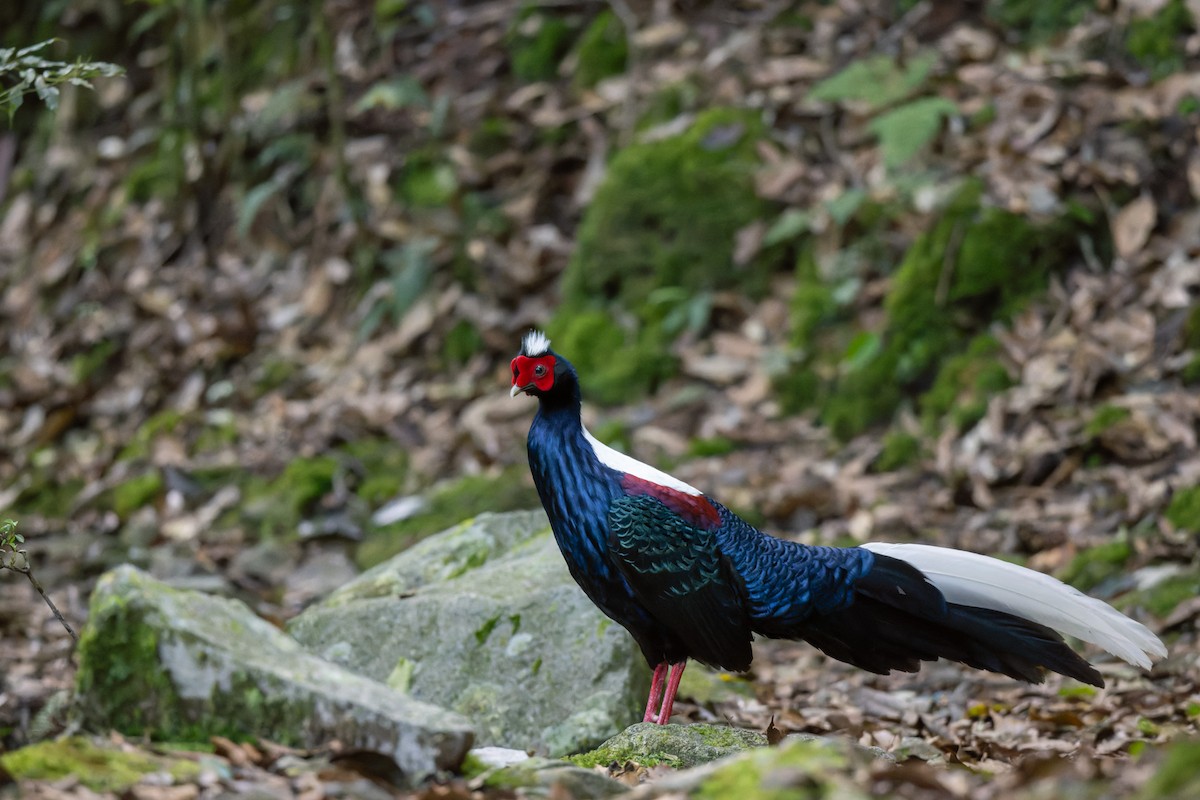 Swinhoe's Pheasant - ML638066163