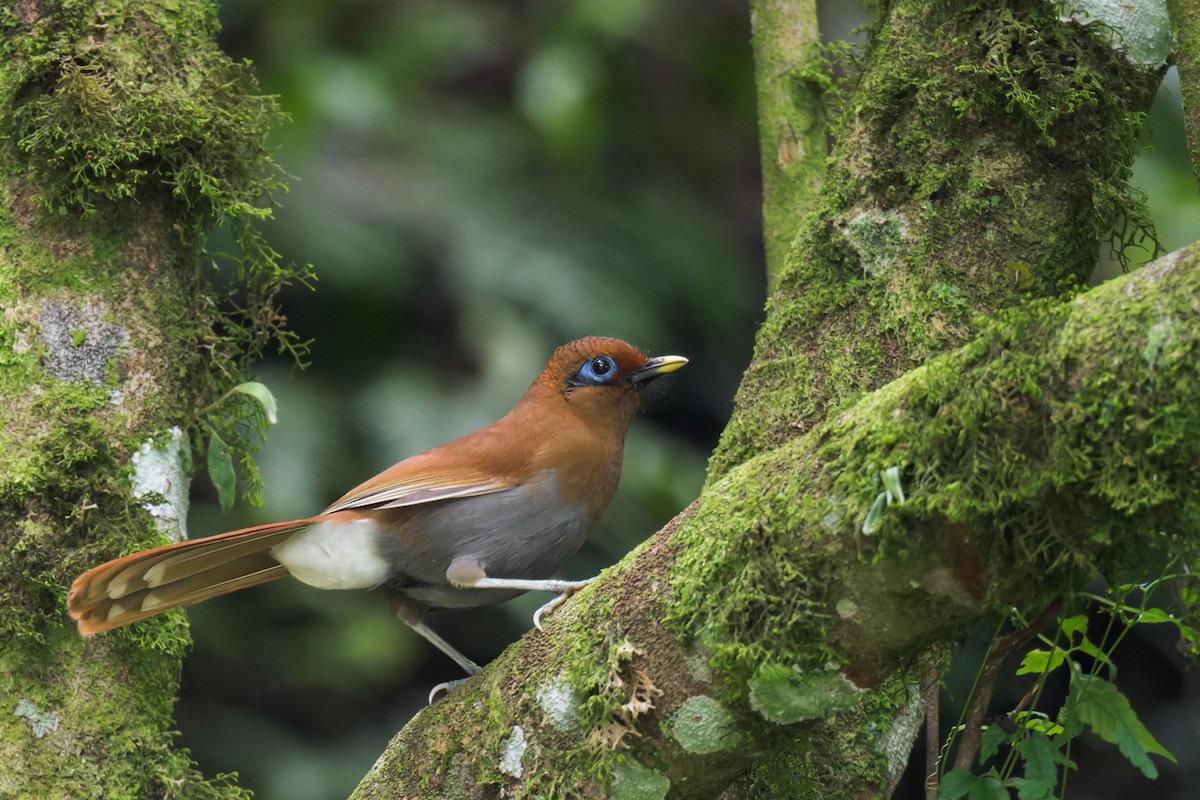 Rusty Laughingthrush - ML638066173