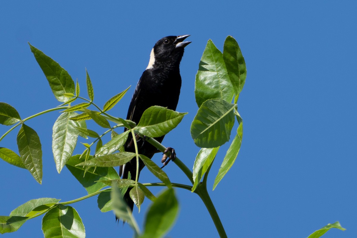 Bobolink - ML638066174