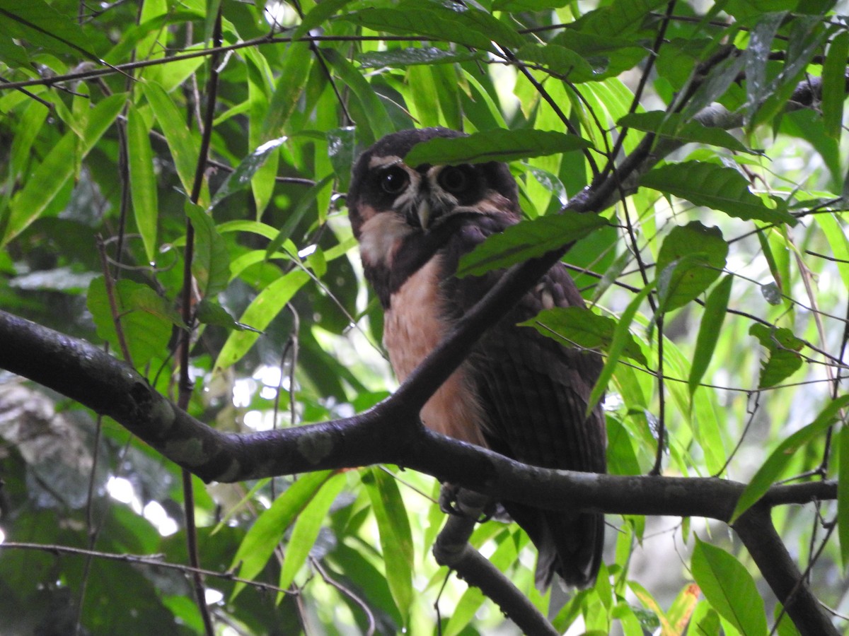 Spectacled Owl - ML638066181